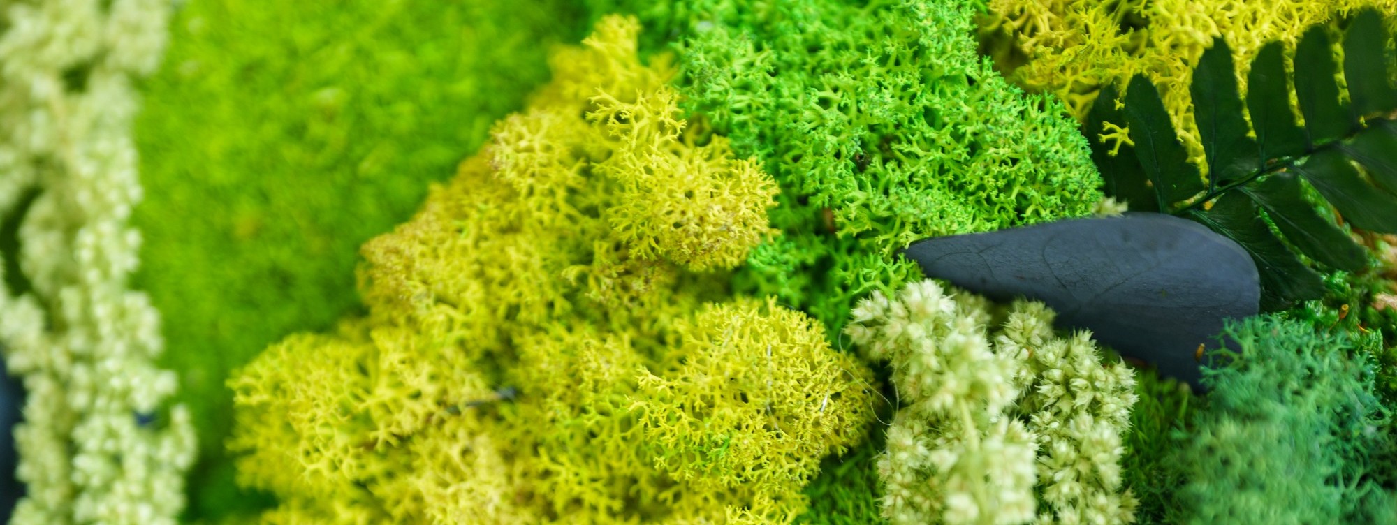 Tableau végétal stabilisé vert avec de la mousse